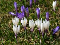 Weiße Krokusse im Sonnenlicht